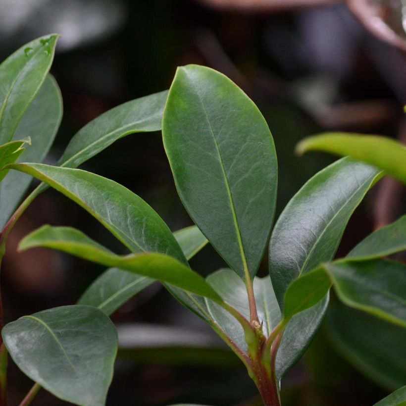 Kalmia latifolia You Can - Mountain Laurel (Foliage)