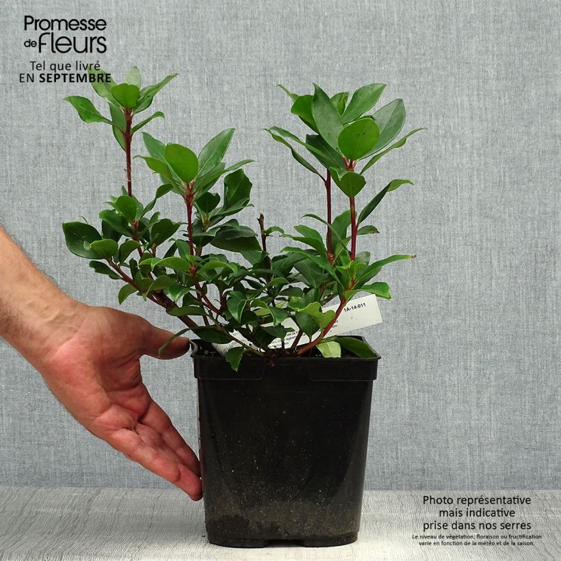 Kalmia latifolia Zebulon 3L/4L pot sample as delivered in autumn