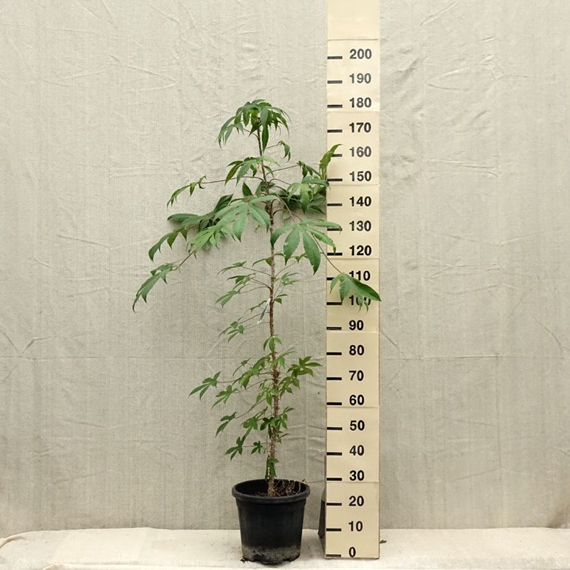 Kalopanax septemlobus Maximowiczii 7.5L/10L pot sample as delivered in summer