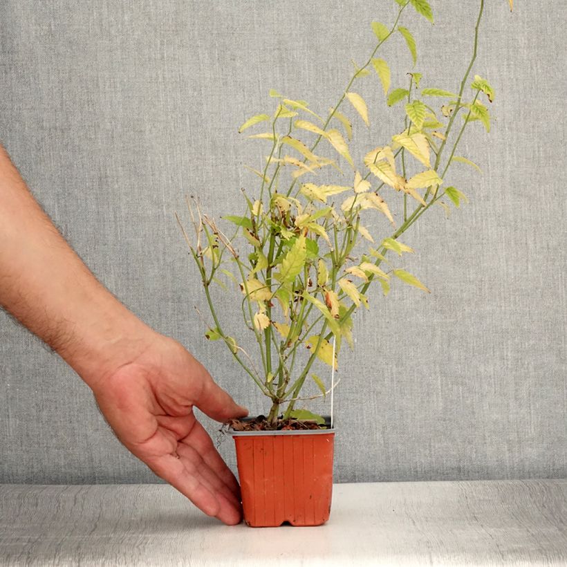 Kerria japonica  8/9 cm pot sample as delivered in summer