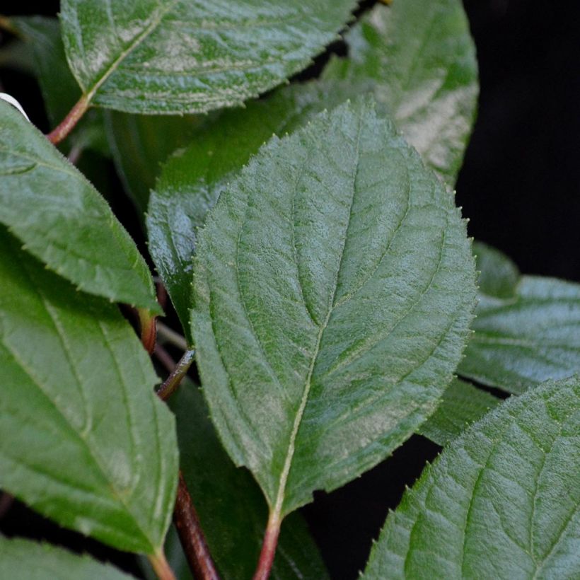 Kerria japonica Pleniflora - Japanese Rose (Foliage)