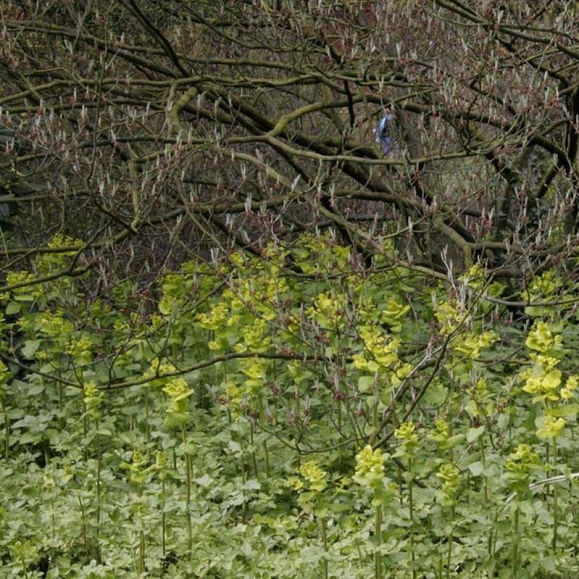 Kirengeshoma palmata (Plant habit)