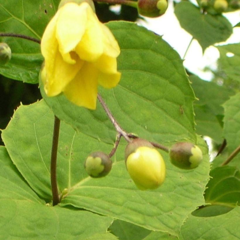 Kirengeshoma palmata (Flowering)