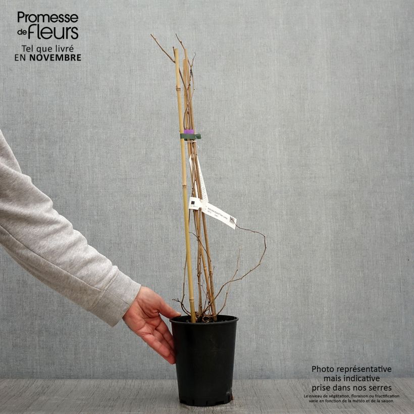 Actinidia arguta Fresh Jumbo 2L/3L pot sample as delivered in autumn