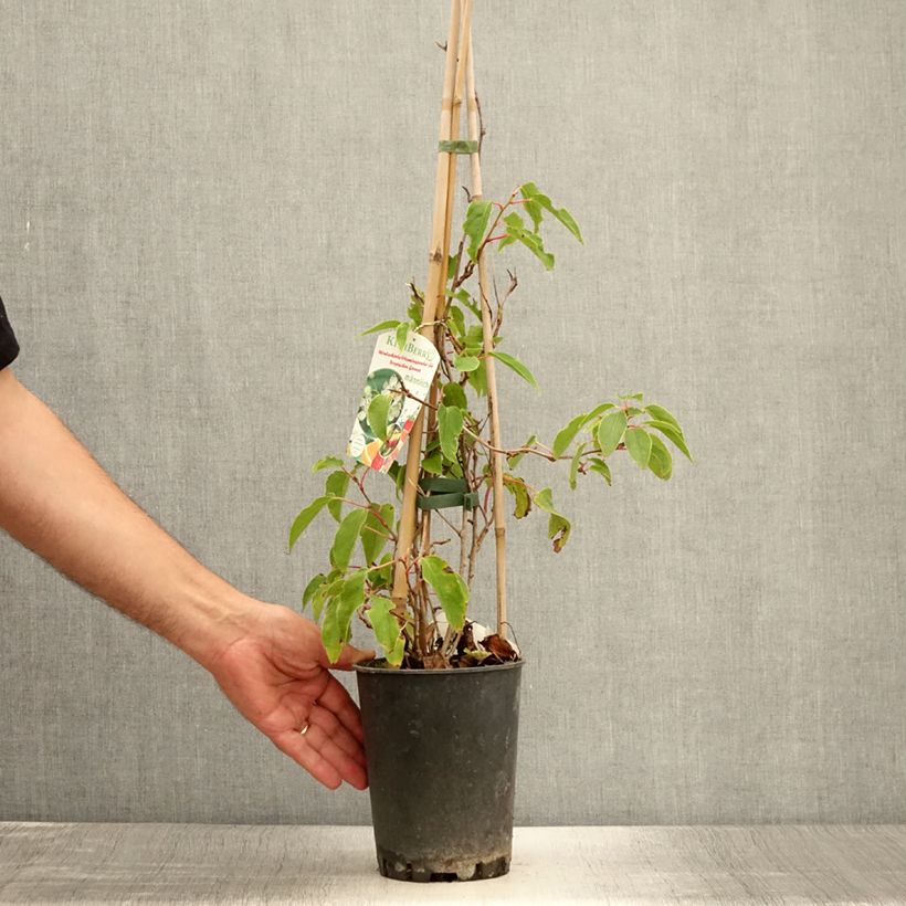 Actinidia arguta Romeo 2L/3L pot sample as delivered in summer