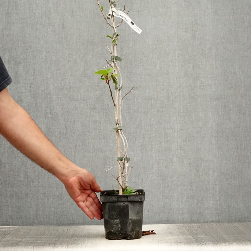 Hardy Kiwi Weima - Actinidia arguta 2L/3L pot sample as delivered in summer