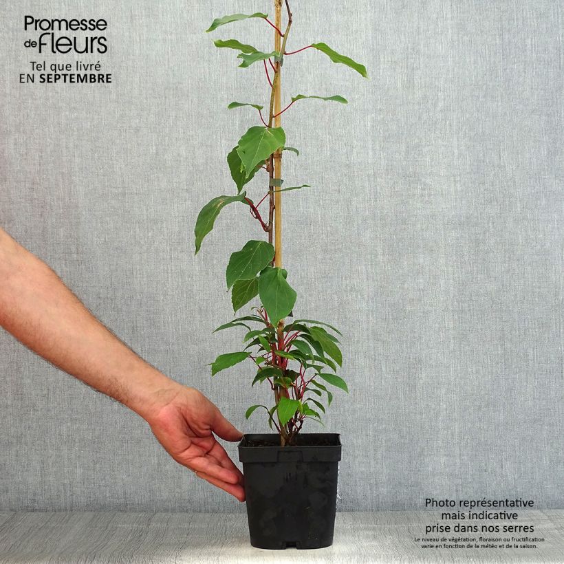 Hardy Kiwi Ananasnaya (female) - Actinidia arguta 1.5L/2L pot sample as delivered in summer