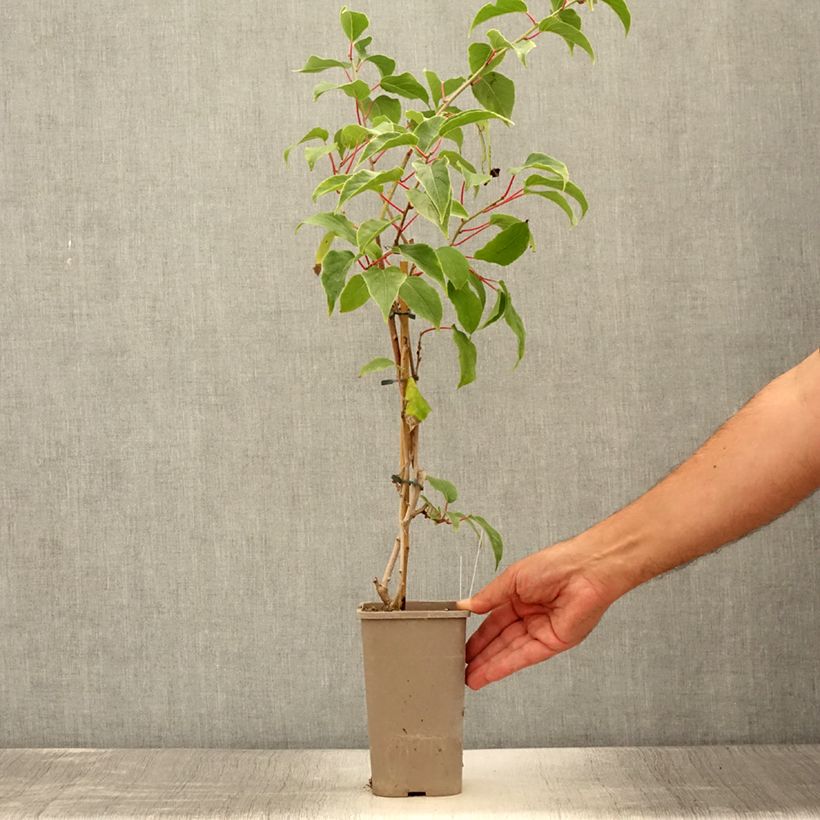 Actinidia arguta Pink Jumbo 1.5L/2L pot sample as delivered in summer