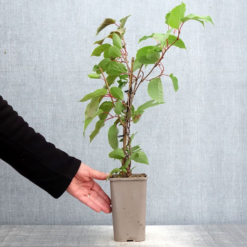 Actinidia arguta Pink Jumbo sample as delivered in spring