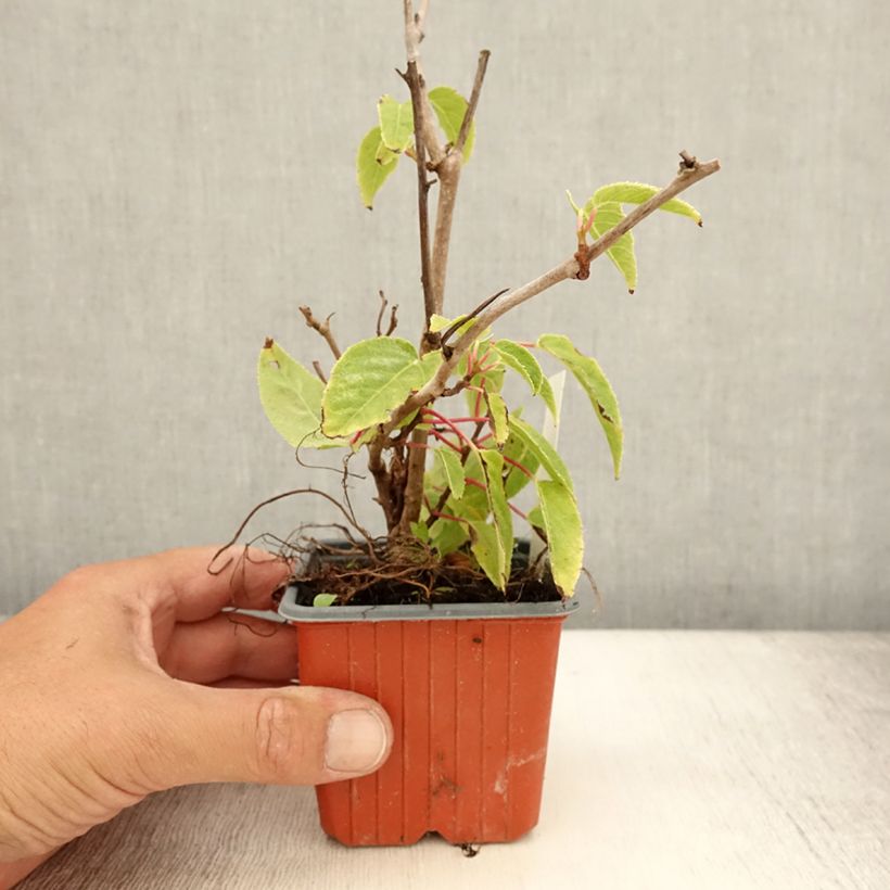 Hardy Kiwi Ken's Red (female) - Actinidia arguta 8/9 cm pot sample as delivered in summer
