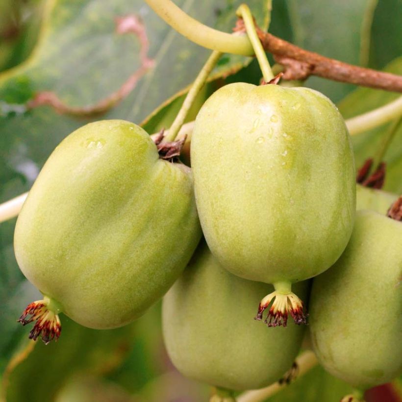 Hardy Kiwi Kokuwa (self-fertile) - Actinidia arguta (Harvest)