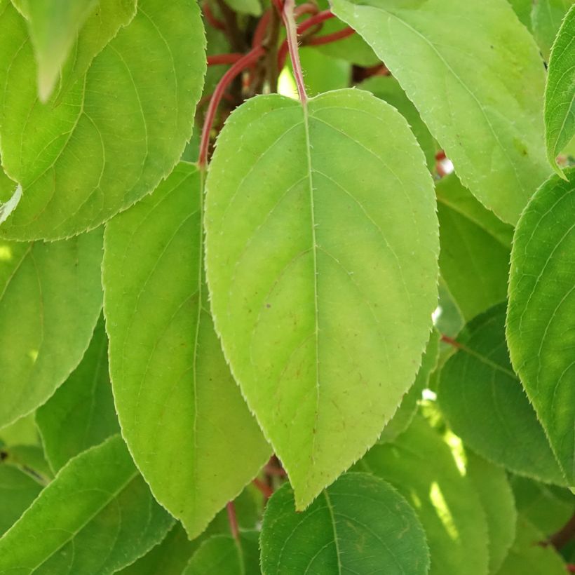 Kiwi Mariered - Actinidia arguta (Foliage)