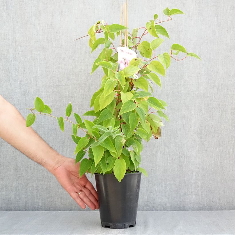 Kiwi Mariered - Actinidia arguta 2L/3L pot sample as delivered in summer