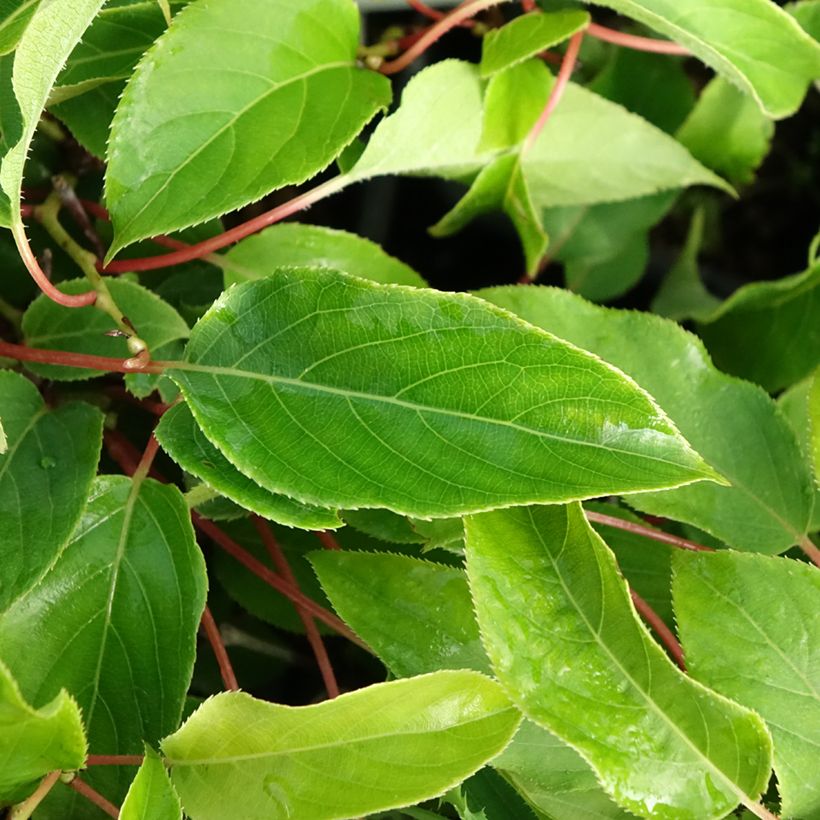 Hardy Kiwi Purpurea (female) - Actinidia arguta (Foliage)
