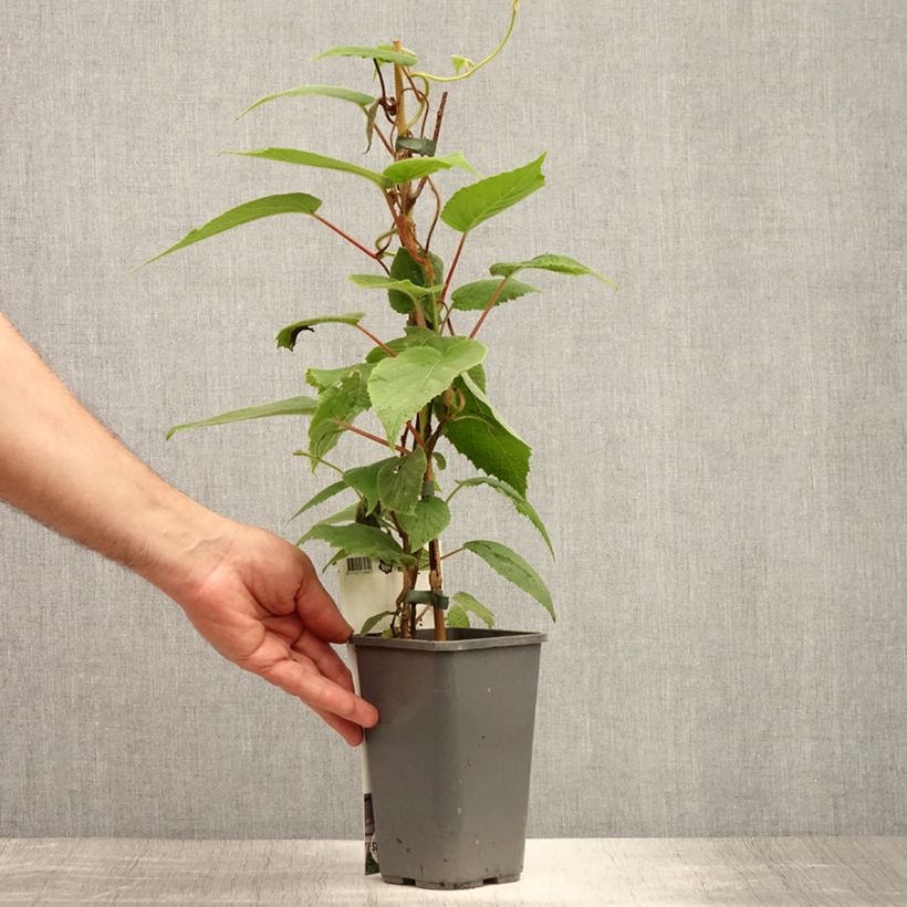 Hardy Kiwi Purpurea (female) - Actinidia arguta 2L/3L pot sample as delivered in summer