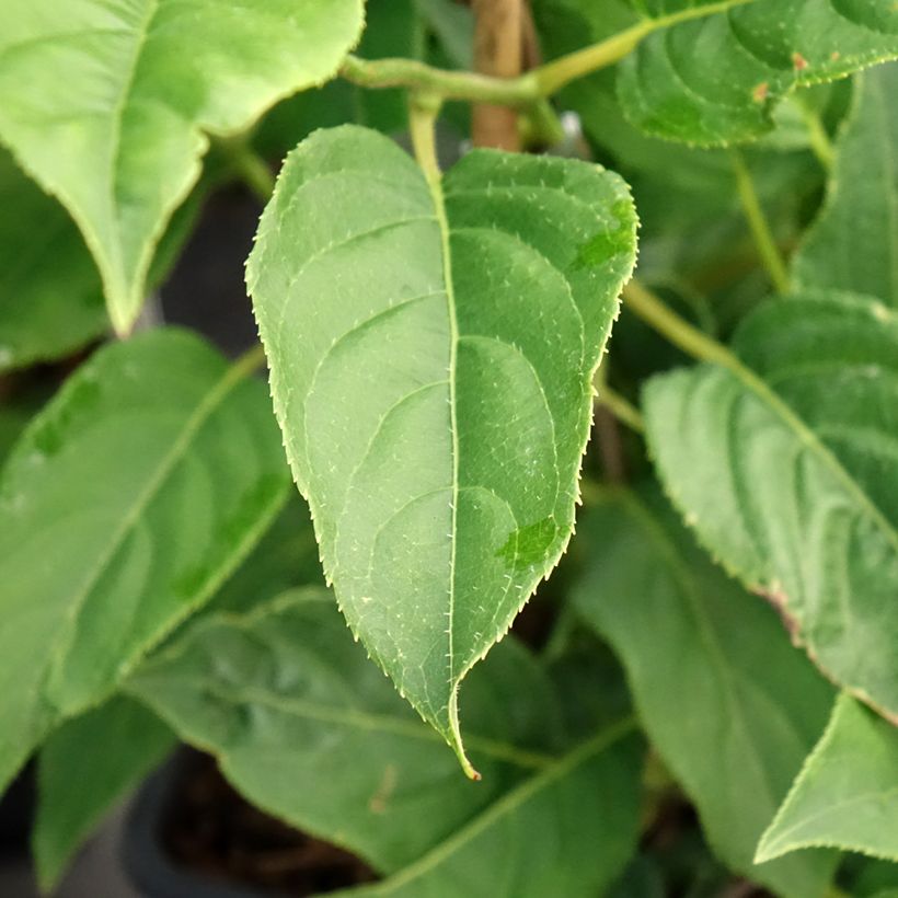 Kiwi Super Issaï - Actinidia arguta (self fertile) (Foliage)