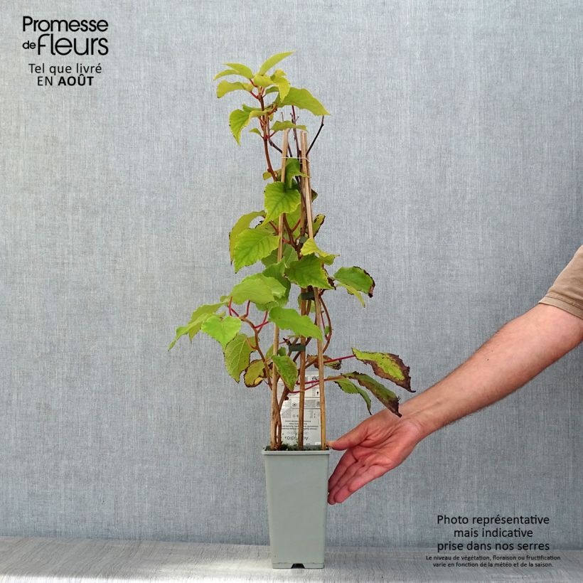 Kiwi Plant Boskoop (self-fertile) - Actinidia deliciosa 1.5L/2L pot sample as delivered in summer