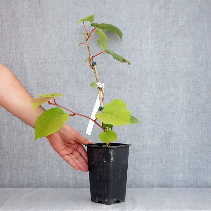 Actinidia Herma 1.5L/2L pot sample as delivered in summer