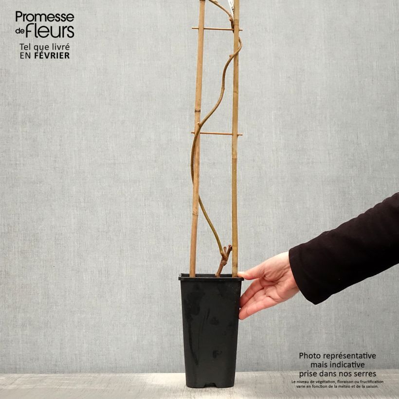Actinidia Herma 3L/4L pot sample as delivered in winter