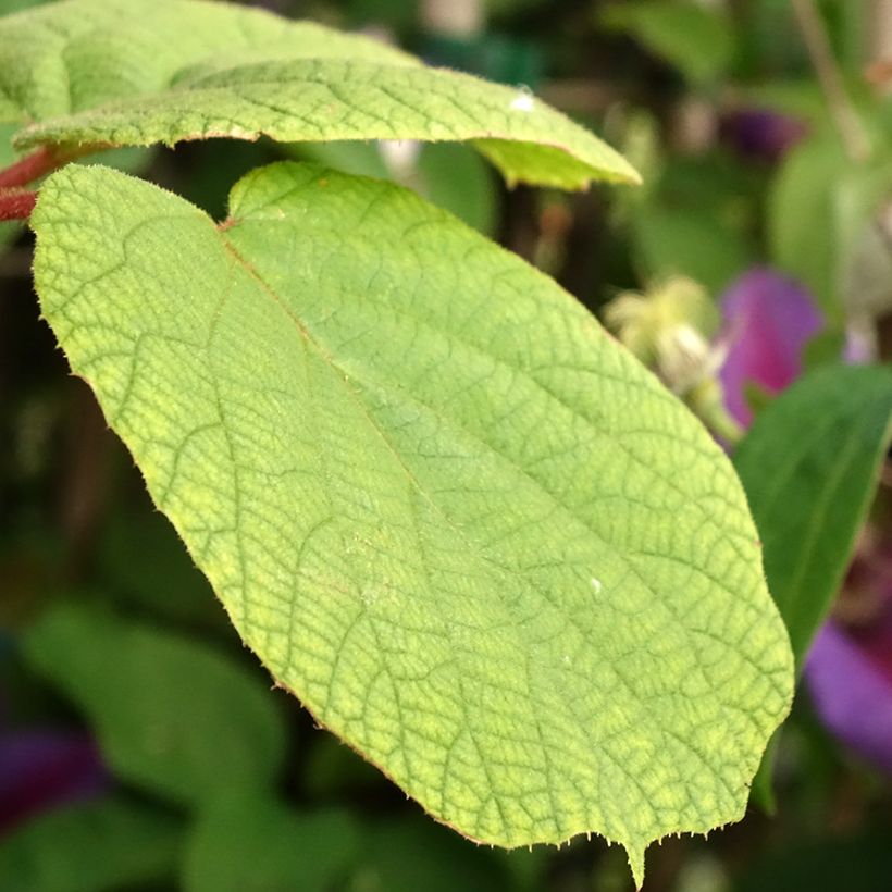 Kiwi Plant Solo (self-fertile) - Actinidia chinensis (Foliage)