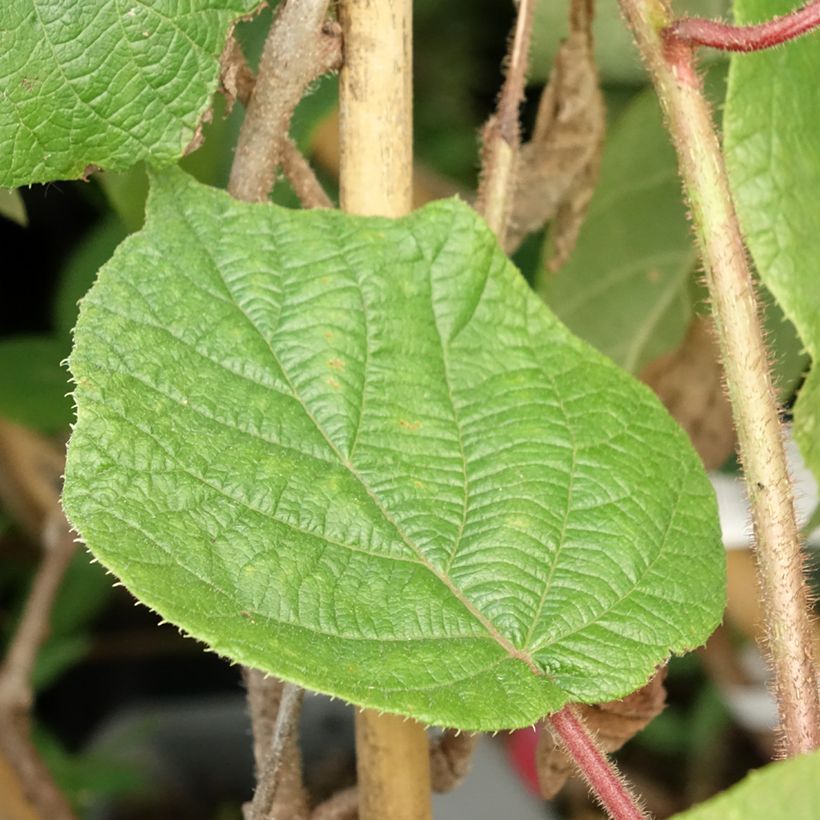 Kiwi Plant Montcap (female) - Actinidia deliciosa (Foliage)