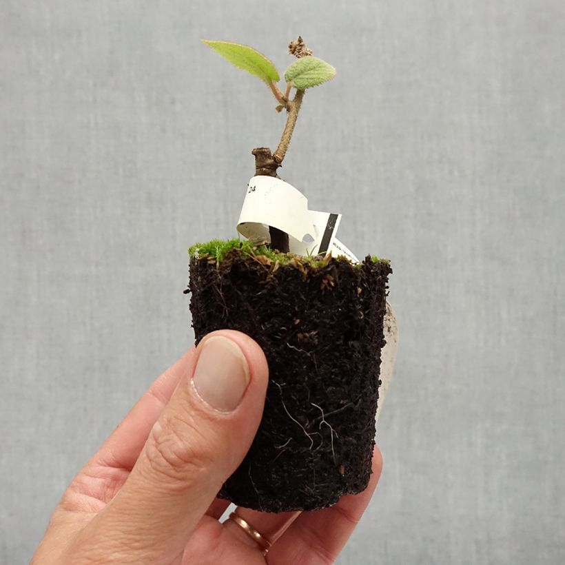 Kiwi Plant Bruno (female) - Actinidia chinensis 8/9 cm pot sample as delivered in summer