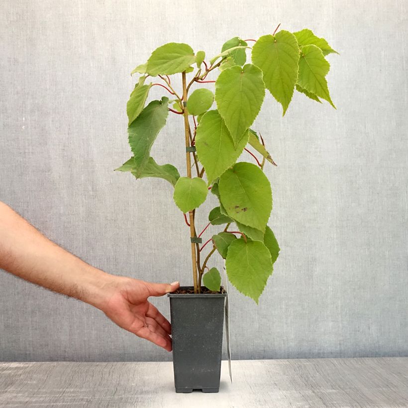 Kiwi Plant Bruno (female) - Actinidia chinensis 1.5L/2L pot sample as delivered in summer