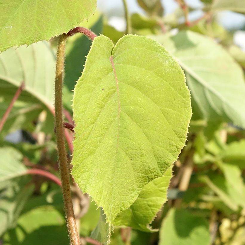 Kiwi Plant Bruno (female) - Actinidia chinensis (Foliage)