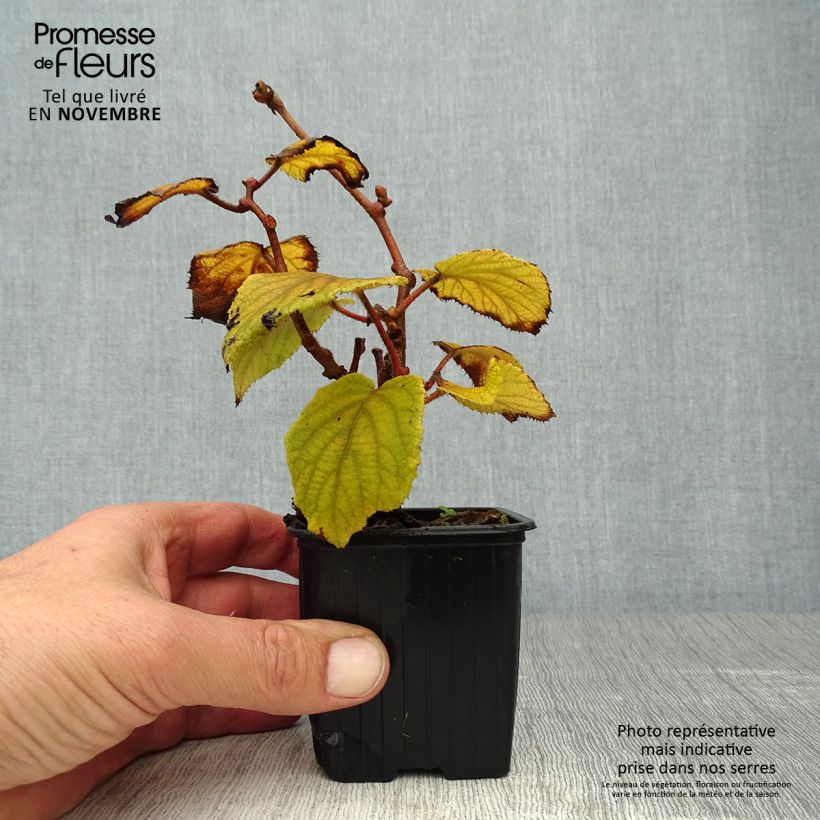Kiwi Plant Monty (female) - Actinidia deliciosa 8/9 cm pot sample as delivered in autumn
