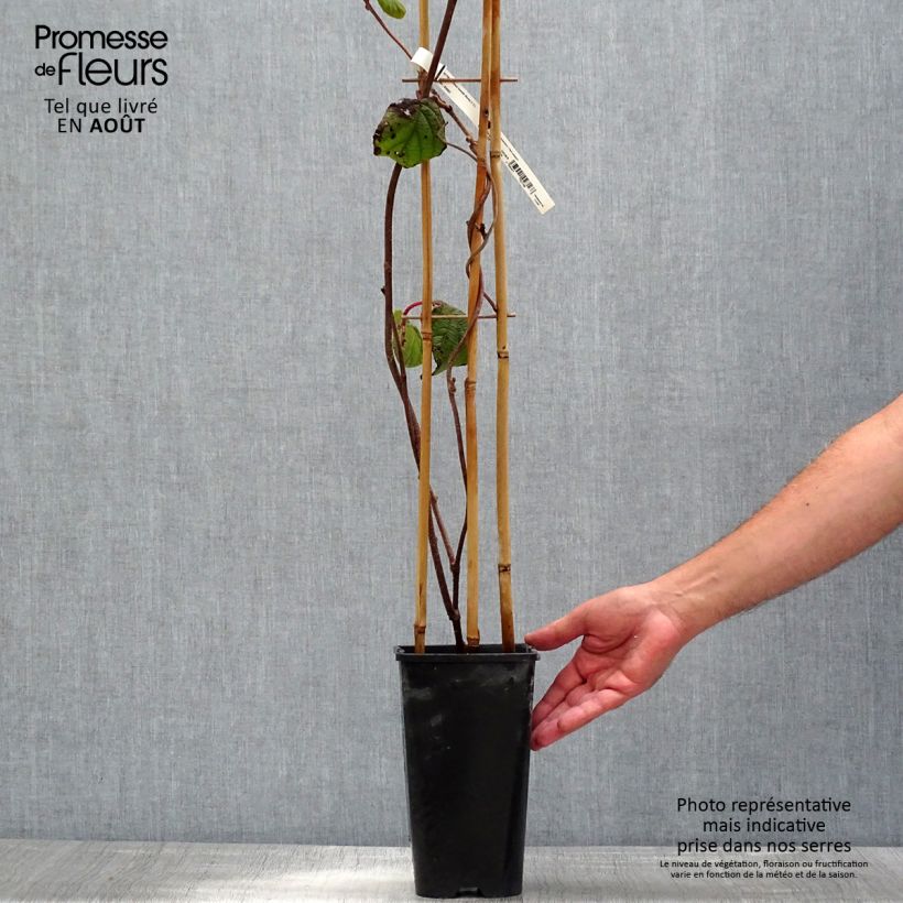 Kiwi Plant Monty (female) - Actinidia deliciosa 2L/3L pot sample as delivered in summer