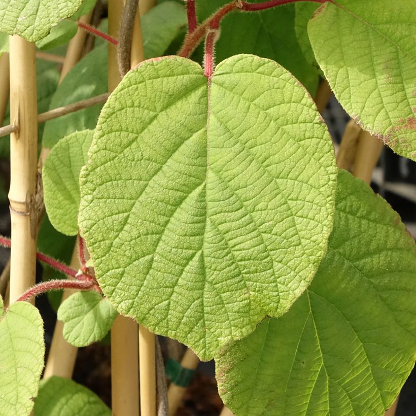 Kiwi Plant Monty (female) - Actinidia deliciosa (Foliage)