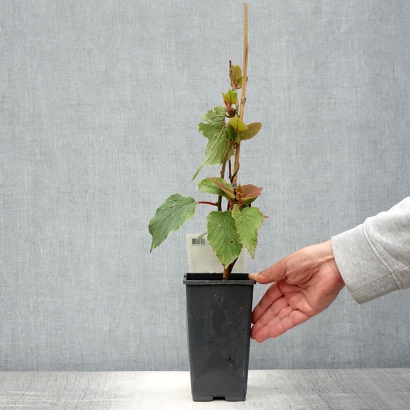 Kiwi Plant Golden Delight (male) - Actinidia chinensis 1.5L/2L pot sample as delivered in summer