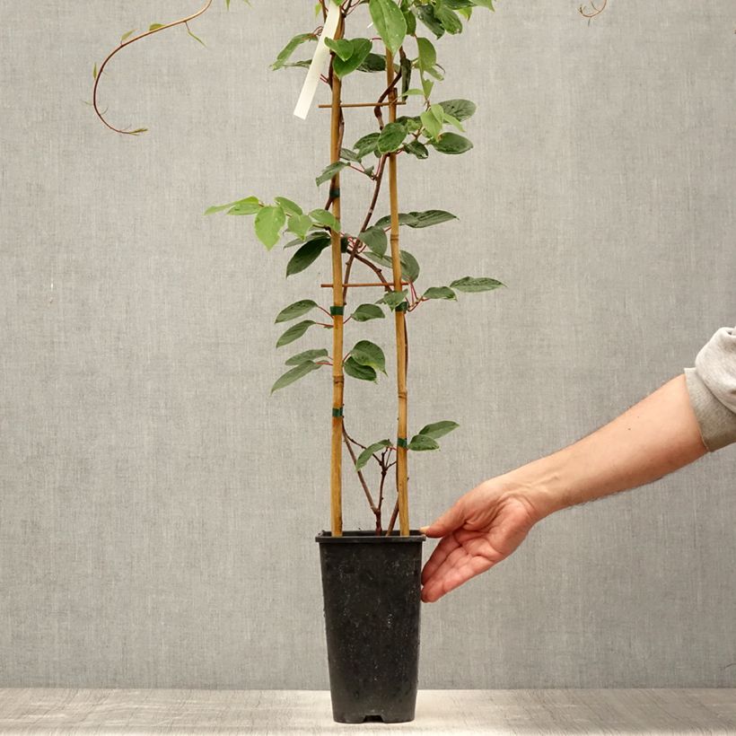Kiwi Plant Hayward (female) - Actinidia deliciosa 1.5L/2L pot sample as delivered in summer