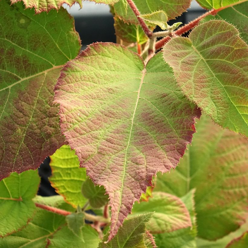 Kiwi Plant kiw'Happy (female) - Actinidia deliciosa (Foliage)