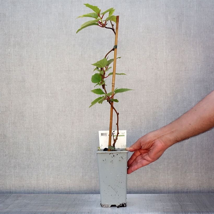 Hardy Red Jumbo (female) - Actinidia arguta 1.5L/2L pot sample as delivered in summer
