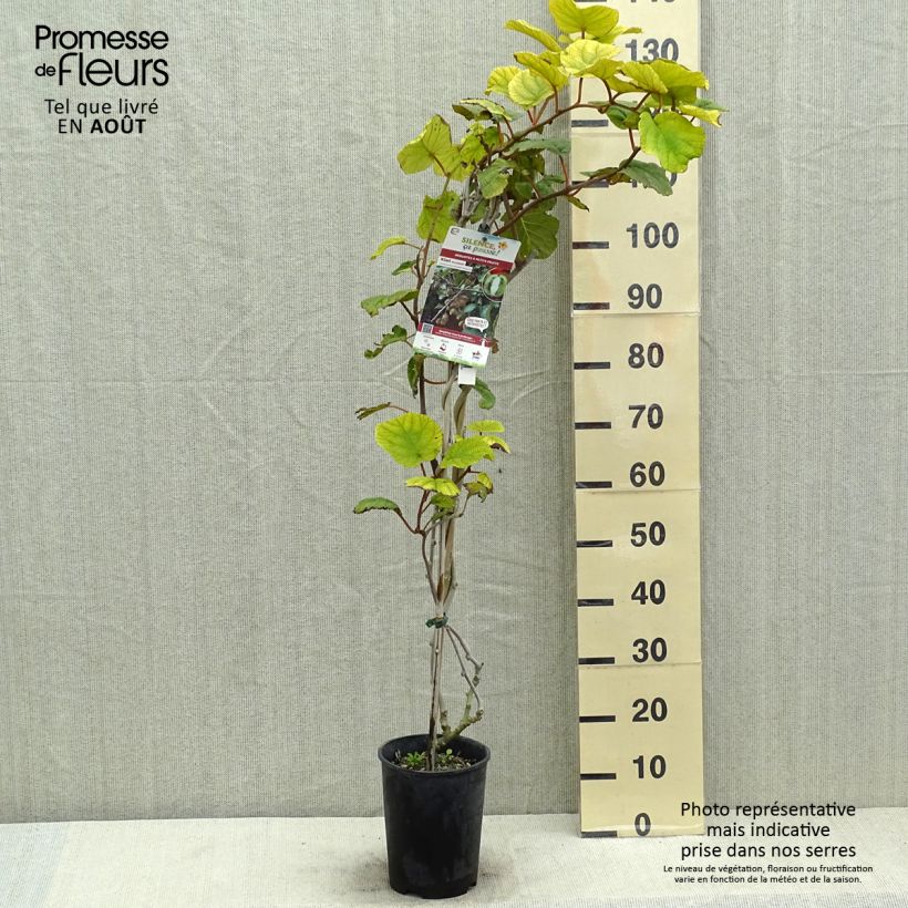 Kiwi Plant Solissimo (self-fertile) - Actinidia chinensis 4L/5L pot sample as delivered in summer