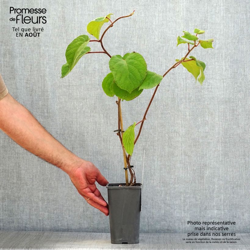 Organic Kiwi Plant Solissimo (self-fertile) - Actinidia chinensis 1.5L/2L pot sample as delivered in summer
