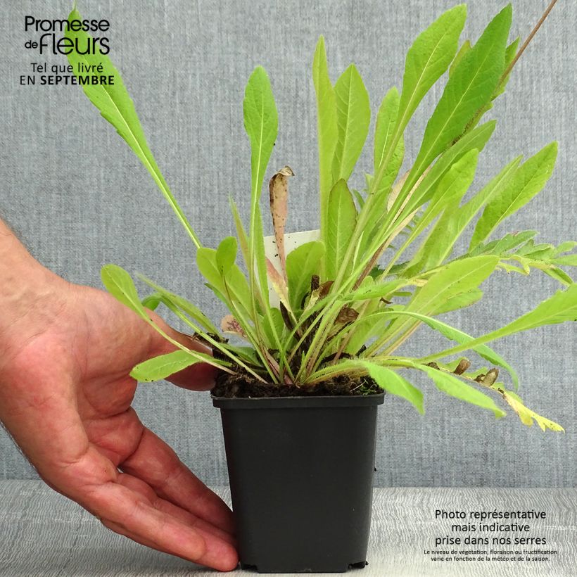 Knautia arvensis 8/9 cm pot sample as delivered in summer