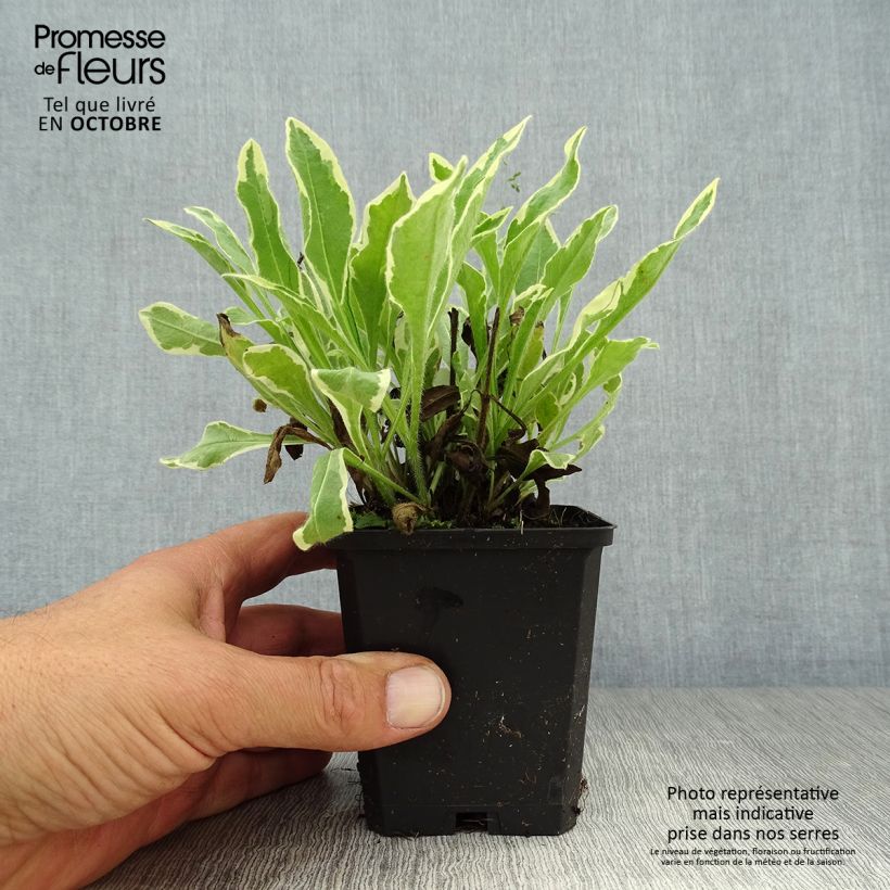 Knautia macedonica Thunder and Lightning 8/9 cm pot sample as delivered in autumn