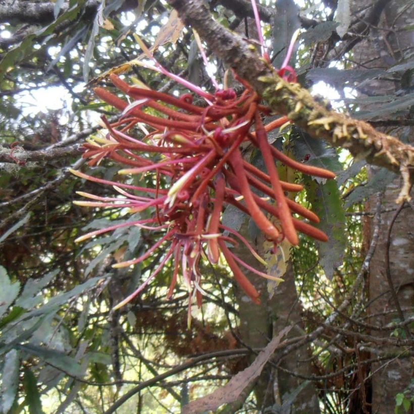 Knightia excelsa (Flowering)