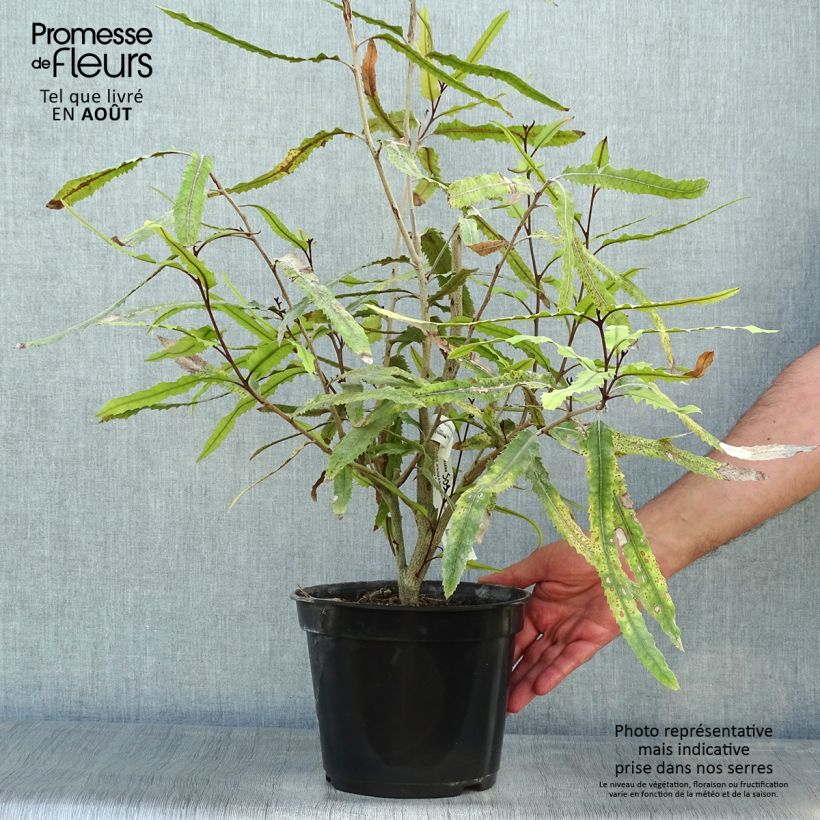 Knightia excelsa 3L/4L pot sample as delivered in summer