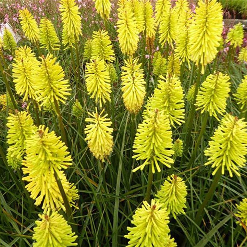 Kniphofia Dorset Sentry - Red Hot Poker (Flowering)