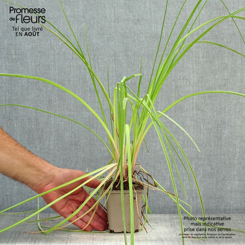 Kniphofia Elvira - Red Hot Poker 8/9 cm pot sample as delivered in summer
