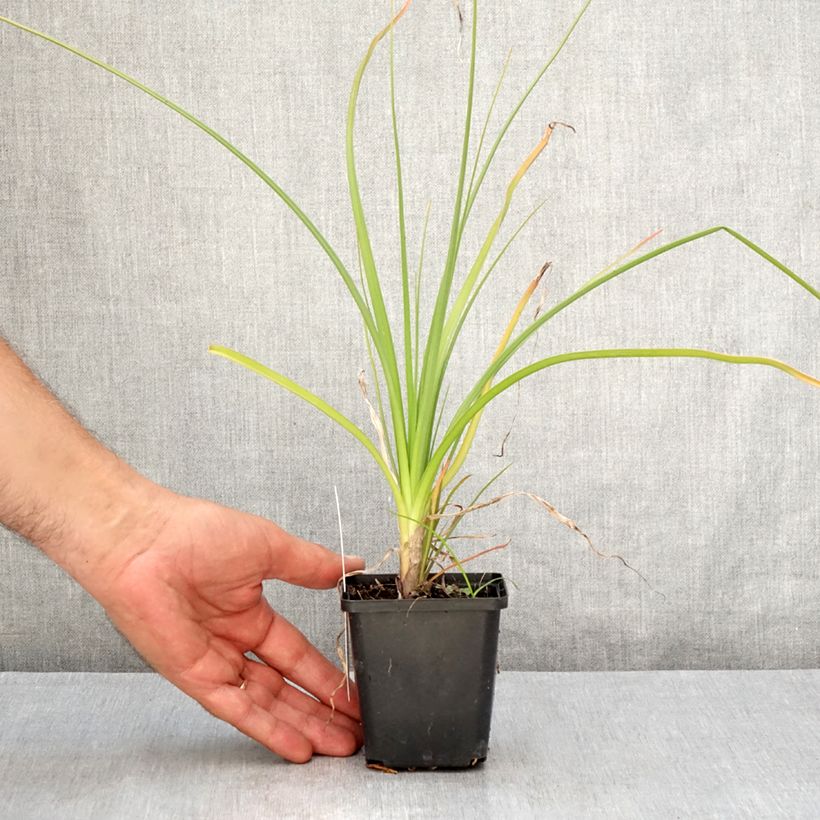 Kniphofia Green Jade - Red Hot Poker 8/9 cm pot sample as delivered in summer