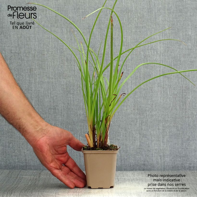 Kniphofia Ice Queen - Red Hot Poker 8/9 cm pot sample as delivered in summer