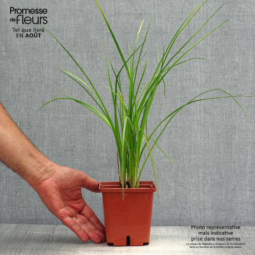 Kniphofia Mango Popsicle - Red Hot Poker 1L/1.5L pot sample as delivered in summer