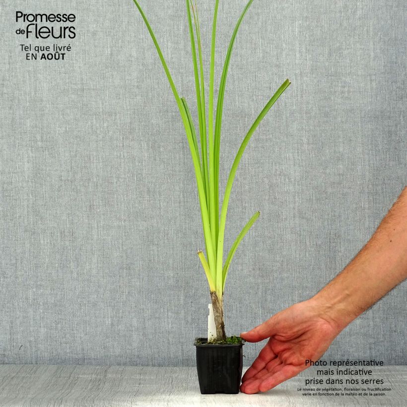 Kniphofia rooperi - Rooper's Red Hot Poker 8/9 cm pot sample as delivered in summer
