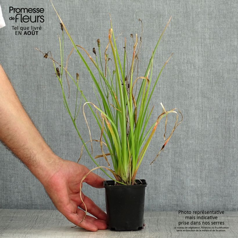 Kniphofia Traffic Lights - Red Hot Poker 8/9 cm pot sample as delivered in summer