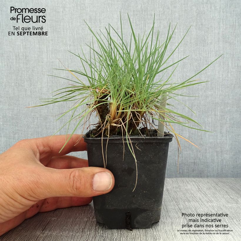 Koeleria glauca 8/9 cm pot sample as delivered in summer