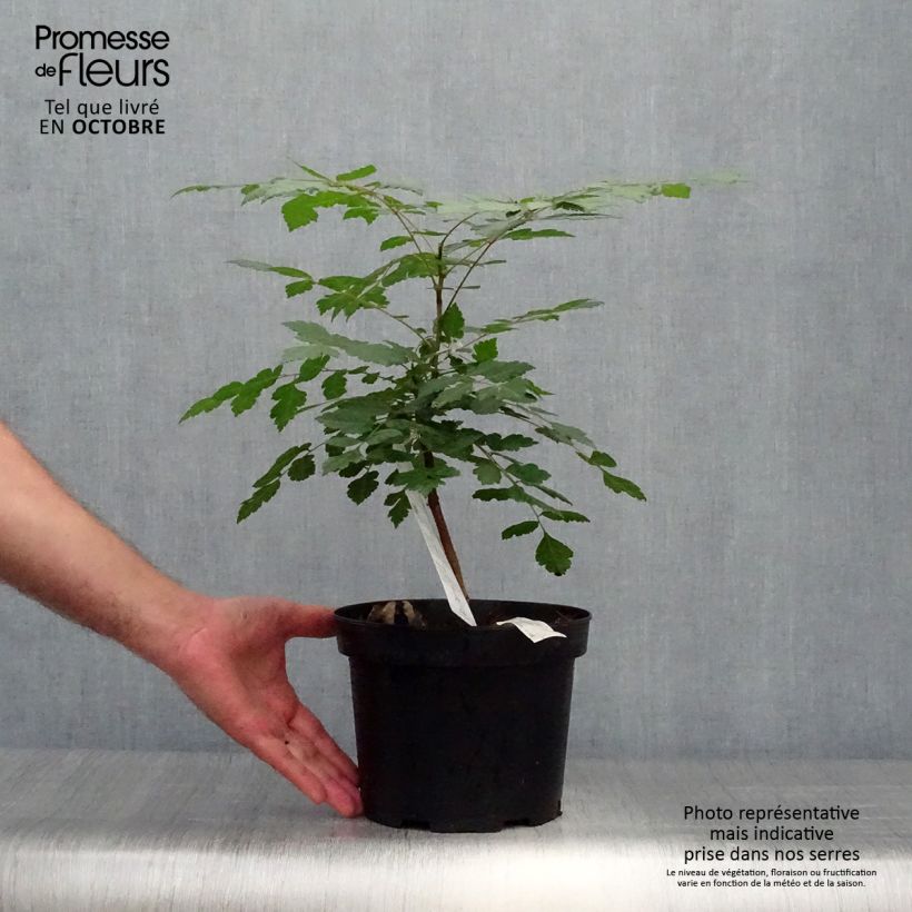Koelreuteria paniculata 3L/4L pot sample as delivered in autumn